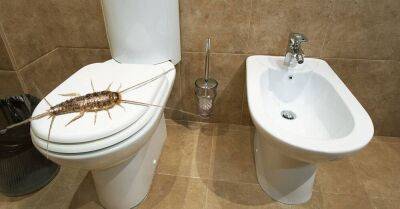 Заметив насекомое в моей ванной, гость с криком выбежал, а я мигом установил ловушку - lifehelper.one