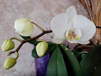 Анастасия Коврижных - Что делать, если у орхидеи с цветоноса не распускаются цветы: толковый совет - sadogorod.club