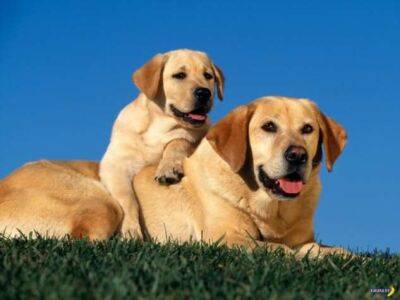 Как правильно считать возраст собаки на манер людей? - chert-poberi.ru