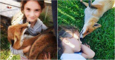 Удивительная история спасения и необычной дружбы, возникшей между 11-летней девочкой и лисой Ферги - lifehelper.one - Австралия