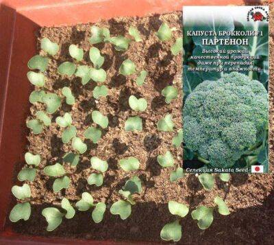 Как вырастить рассаду капусты брокколи: когда сеять, как ухаживать до высадки в грунт - sadogorod.club