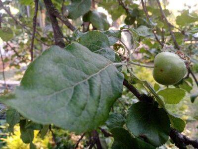 Не пропустите важную подкормку яблонь: садоводы раскрыли секрет богатого урожая - sadogorod.club