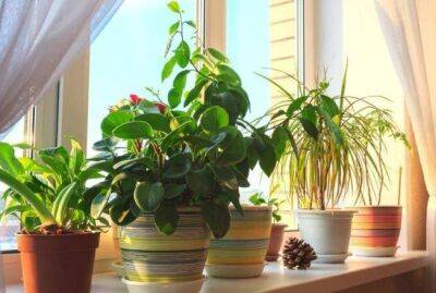 Как подготовить комнатные растения к весне: запланируйте 3 важных дела - sadogorod.club