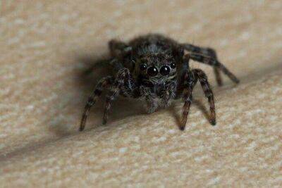 ​Почему пауки появляются в доме - lifehelper.one