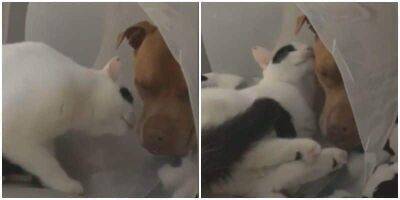 “Я с тобой!”: кошка ласково поддержала пса во время болезни - mur.tv