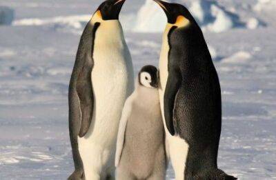 Животные, у которых можно поучиться верности и любви - fokus-vnimaniya.com - Сша - Антарктида