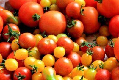Почему томаты по-русски называются помидорами? - sadogorod.club - Россия