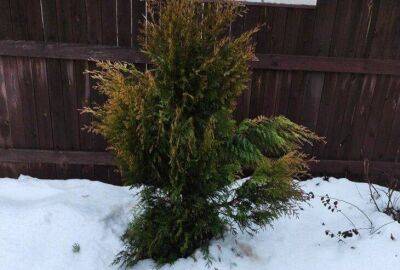 Как помочь пожелтевшей после зимы туе: 2 действия, и дерево снова зазеленеет - sadogorod.club