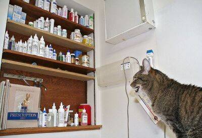 Когда и какие прививки необходимо делать котятам? - mur.tv