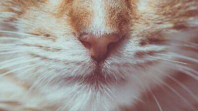 Почему у котов и кошек выпадают и ломаются усы: что делать - mur.tv