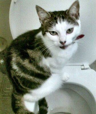 Кошка после стерилизации не ходит в туалет - mur.tv