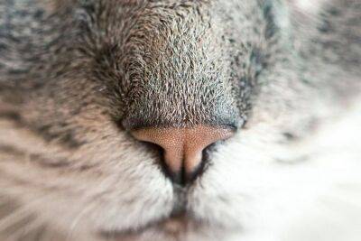 Какой нос должен быть у здоровой кошки и кота - mur.tv