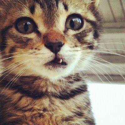 Когда меняются зубы у котят? - mur.tv