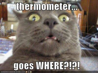 Какая температура тела у кошки считается нормальной - mur.tv