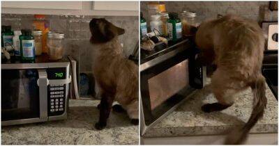 Хозяева нашли способ защитить свою еду от кота - mur.tv