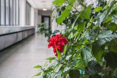 Анастасия Коврижных - Китайская роза отблагодарит шикарным видом, если вы накормите ее яйцами - sadogorod.club