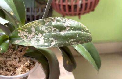 Опытный цветовод раскрыл рецепт эффективного средства, которое защитит орхидеи от насекомых - lifehelper.one