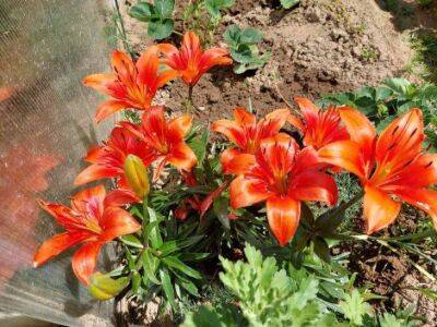 Анастасия Коврижных - Какие цветы будут расти на любой земле: отличная рекомендация для участков с бедной почвой - sadogorod.club