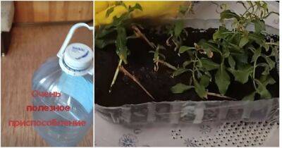Мини теплица за копейки станет прекрасной помощницей для выращивания рассады - cpykami.ru