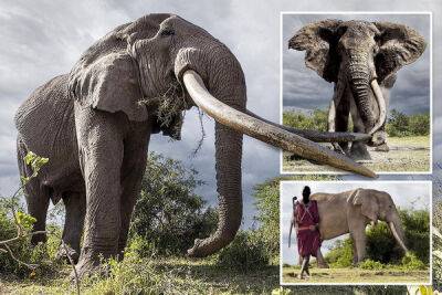 Масаи охраняют 50-летнего слона от браконьеров - porosenka.net - Кения