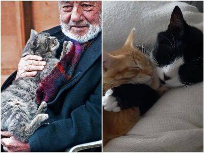 20 трогательных фото с кошками, которые умилят любого котомана - mur.tv