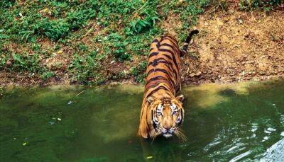 Отдыхающих в Таиланде призывают остерегаться тигра - fokus-vnimaniya.com - Sanctuary - Thailand