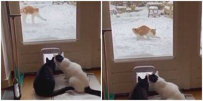 “У нас кот сломался”: усатые смотрят, как их товарищ резвится в снегу - mur.tv