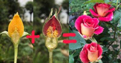 Самый необычный способ получить новый сорт розы из двух бутонов - cpykami.ru