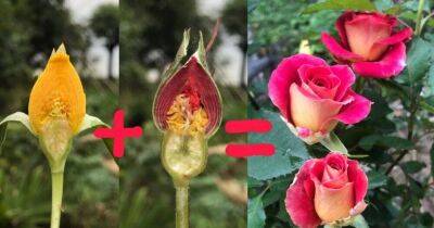 Самый необычный способ получить новый сорт розы из двух бутонов - lifehelper.one