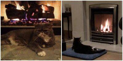 Тепло и пушисто: уютные фотографии котиков у камина - mur.tv
