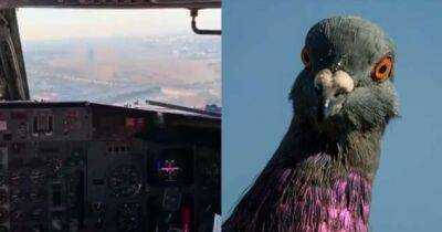 Boeing столкнулся с птицей при заходе на посадку. В Сети появилось видео из кабины пилота - chert-poberi.ru