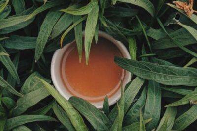 7 невероятных преимуществ зеленого чая для здоровья: всего одна чашка в день, а пользы — на год вперед! - chert-poberi.ru