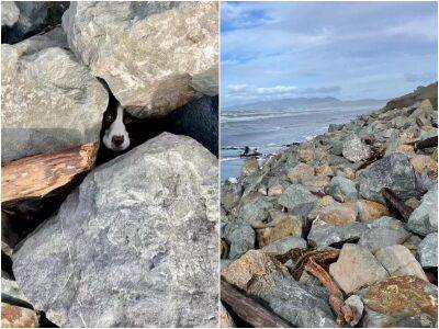 Мужчина бегал рядом с берегом – и увидел в камнях животное - mur.tv