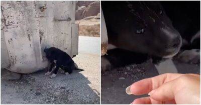Путешественники посреди пустыни увидели брошенного щенка, пищащего от страха - mur.tv - Иордания