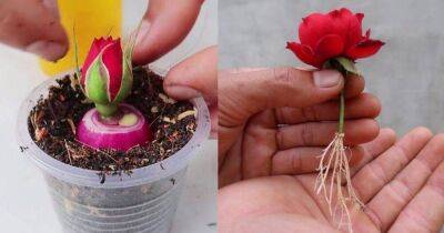 Эффективный способ размножения роз, для которого понадобится головка красного лука - lifehelper.one