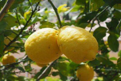 Анастасия Коврижных - Хотите вырастить лимон из косточки? Узнайте, как правильно поливать растение - sadogorod.club