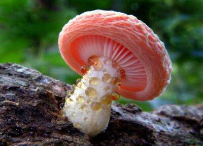 Самые красивые грибы, которые удивляют своим внешним видом - chert-poberi.ru - Россия - Австралия