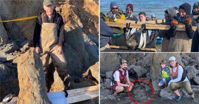 «Это как выиграть Кубок мира по палеонтологии»: Семья нашла на берегу череп кита возрастом 12 миллионов лет - chert-poberi.ru - штат Мэриленд