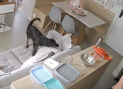 Хозяин собаки отвернулся во время готовки ужина и пожалел об этом - mur.tv - Бразилия