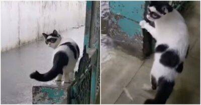 Кот в маске, как у Зорро, прячется от проливного дождя - mur.tv - Индонезия
