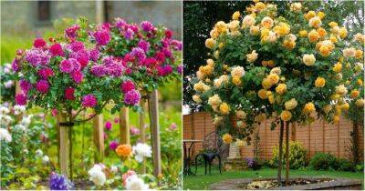 Штамбовые розы превратят обычный сад в королевский - lifehelper.one