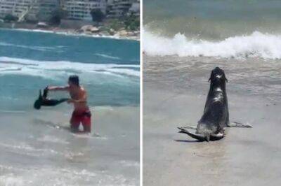 В ЮАР тюлени нападают на людей из-за «зомби кислоты» (видео) - chert-poberi.ru - Сша - Юар - Кейптаун