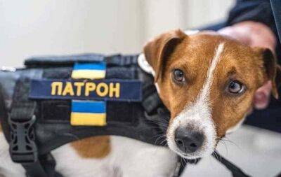 Самый известный пес-сапер Патрон показал свой 2022 год на снимках (ВИДЕО) - hochu.ua - Украина