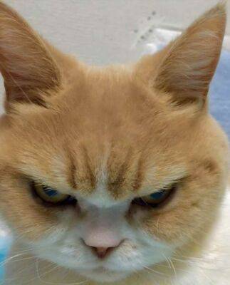 Найден самый недовольный кот - chert-poberi.ru - Япония