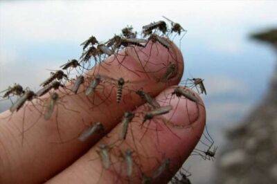 До какого этажа может добраться комар? - chert-poberi.ru - Япония - Антарктида