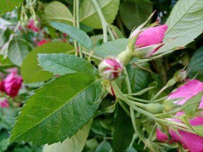 Чтобы защитить розы от мучнистой росы, обработайте их этим раствором - sadogorod.club