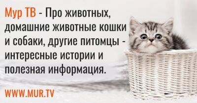 Алопеции котят-сирот - mur.tv