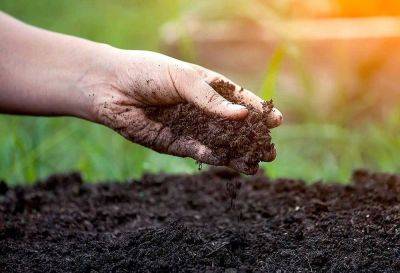 Как восстановить плодородие почвы на участке: готовим простое удобрение - lifehelper.one
