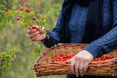 Витаминные ягоды шиповника: какие собирать и как правильно высушить? - lublusebya.ru