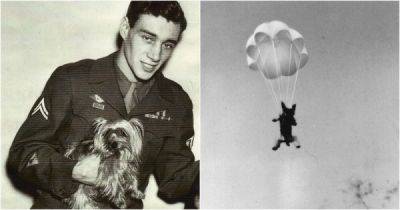 Ангел Смоки: собака Второй Мировой войны - porosenka.net - Гвинея
